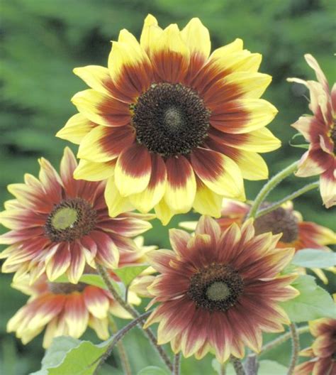 The History and Evolution of Magic Roundabout Sunflower Height